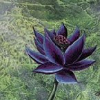 black lotus